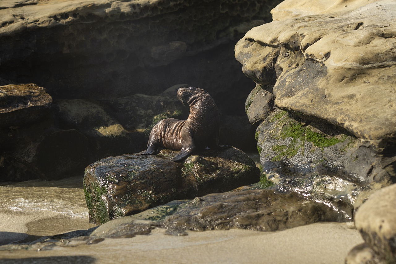 Discarded Dilemma - Threats from Discarded Fishing Nets on Marine Life